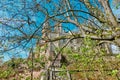 Marienburg Castle behind branches with fresh young green leaves