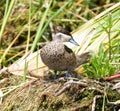 Hottentot Teal resting on river bank