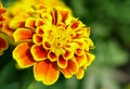 Marigold Royalty Free Stock Photo