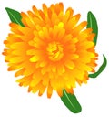 Marigold