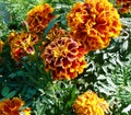 Marigold