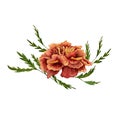 Marigold also known as tagetes flowers watercolor illustration design on white background