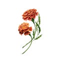 Marigold also known as tagetes flowers watercolor illustration design on white background