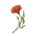 Marigold also known as tagetes flowers watercolor illustration design on white background Royalty Free Stock Photo