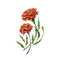 Marigold also known as tagetes flowers watercolor illustration design on white background