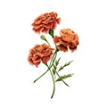 Marigold also known as tagetes flowers watercolor illustration design on white background Royalty Free Stock Photo
