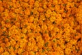 Marigold background Royalty Free Stock Photo