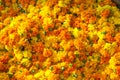 Marigold background Royalty Free Stock Photo