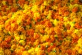 Marigold background Royalty Free Stock Photo