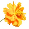 Marigold. beautiful orange flower Royalty Free Stock Photo