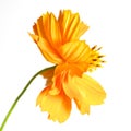 Marigold. beautiful orange flower Royalty Free Stock Photo