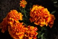 marigold, beautiful orange, yellow flowers in the meadow, floral background of delicate flowers Royalty Free Stock Photo