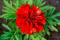 marigold, beautiful red, bright orange flowers in the meadow, floral background of delicate flowers Royalty Free Stock Photo