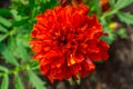 marigold, beautiful red, bright orange flowers in the meadow, floral background of delicate flowers Royalty Free Stock Photo