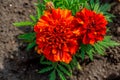 marigold, beautiful red, bright orange flowers in the meadow, floral background of delicate flowers Royalty Free Stock Photo