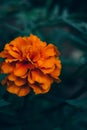 Marigold blooming orange flower in the garden Royalty Free Stock Photo