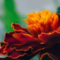 Marigold blooming orange flower in the garden Royalty Free Stock Photo