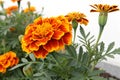 Marigold Blossom Ã¢â¬\' Vibrant Marigold Calix in Bloom Royalty Free Stock Photo