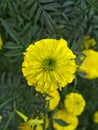 Marigold bouquet, Ganda, a collection of innumerable petals, colour of light yellow, green leaves and green branch, 11/02/2018, Royalty Free Stock Photo