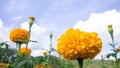 Marigold, bright colors, popular in nature Royalty Free Stock Photo