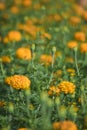 Marigold, bright colors, popular in nature Royalty Free Stock Photo