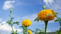 Marigold, bright colors, popular in nature Royalty Free Stock Photo