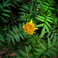 The marigold bud is inbetween it's leaves