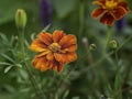 Marigold `Burning Embers` blooming closeup