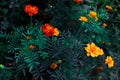 The marigold bush