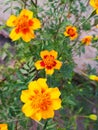 Several yellow tagetes flower, marigold bush