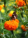 Marigold Butterfly Royalty Free Stock Photo