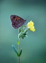 A marigold butterfly sit on a forest plant Royalty Free Stock Photo