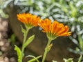 Marigold or calendula flower blossoms in the spring Royalty Free Stock Photo