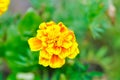 marigold or calendula flower , Tagetes erecta L or Compositae or African Marigold Royalty Free Stock Photo