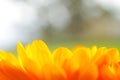 Marigold, or Calendula flower, up close