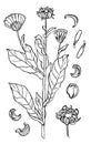 Marigold or calendula