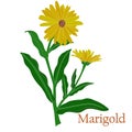 Marigold, calendula. Illustration of a plant in a vector with flowers.