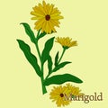 Marigold, calendula. Illustration of a plant in a vector with flowers.