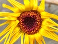 Marigold bright yellow colored overblown on my balcony in late november in macro view Royalty Free Stock Photo