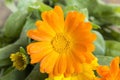 Marigold, Calendula Officinalis Royalty Free Stock Photo