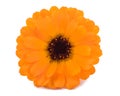 Marigold (Calendula officinalis) Royalty Free Stock Photo