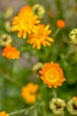 Marigold Calendula officinalis flowers on flowerbed Royalty Free Stock Photo