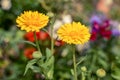 Marigold Calendula officinalis flowers on flowerbed Royalty Free Stock Photo
