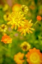 Marigold Calendula officinalis flowers on flowerbed Royalty Free Stock Photo