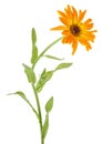 Marigold - Calendula officinalis isolated on white background. Flower on stem Royalty Free Stock Photo