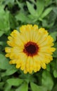 Marigold, Calendula officinalis Royalty Free Stock Photo