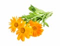 Marigold, Calendula Officinalis Medicinal Plant Isolated Royalty Free Stock Photo