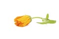 Marigold ,Calendula officinalis. One calendula flower isolated on white background. Royalty Free Stock Photo