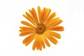 Marigold ,Calendula officinalis. One calendula flower isolated on white background. Royalty Free Stock Photo