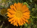 Marigold Calendula Officinalis